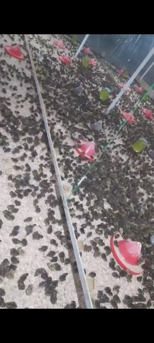 Bedanachilik Samarqand