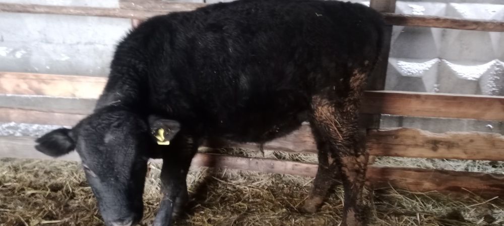 Продам , бычка подсосного Ангус, и кострат 1,5 года