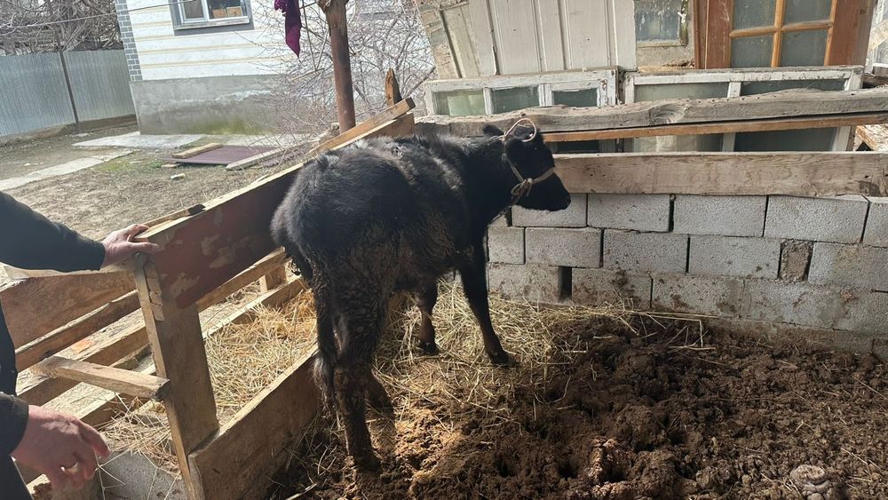 Бұқалар и тана сатылады