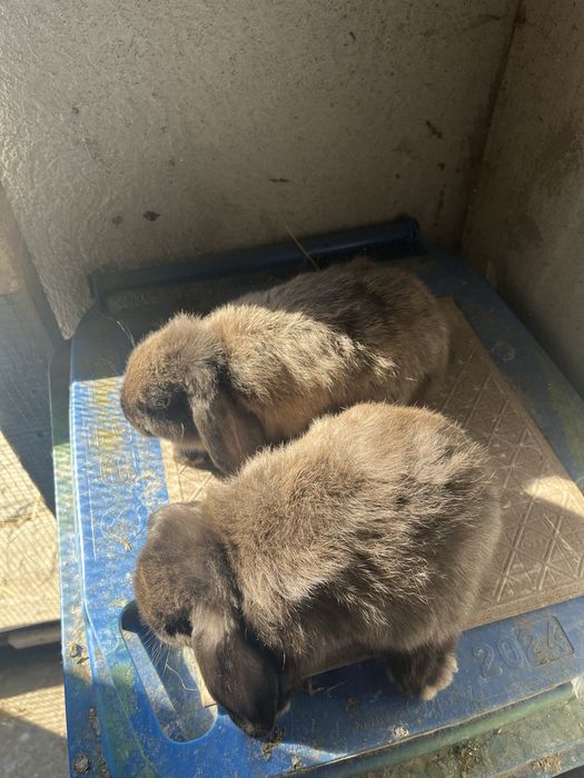 Vand o femela berbec pitic