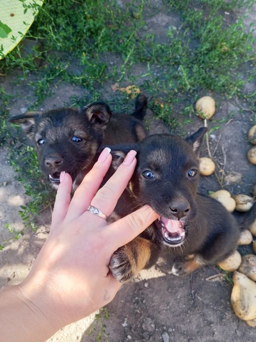 Отдам щенков три мальчика и одна девочка