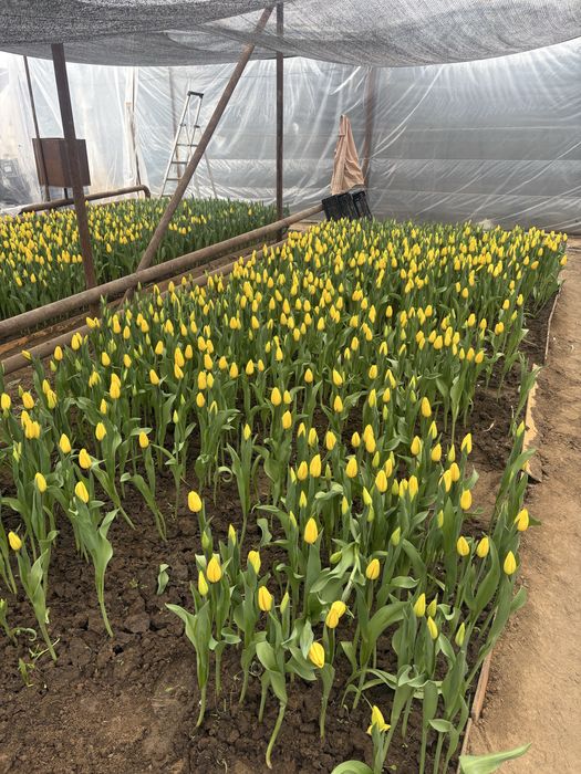 Голанские тюльпаны