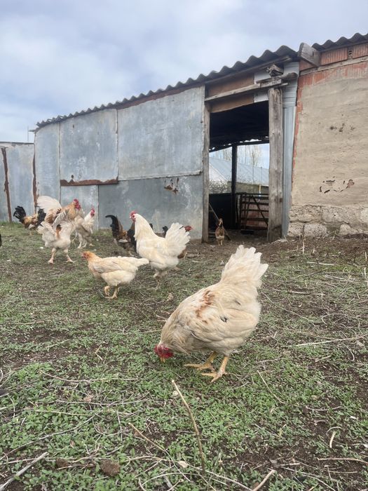 Продам петухы молодняки