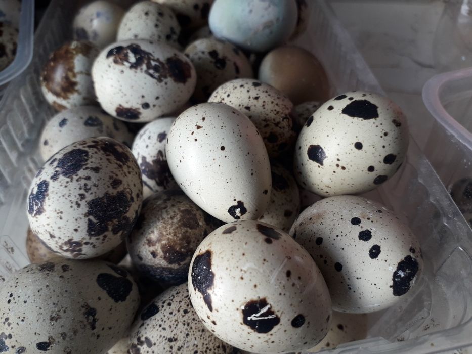 Продам яйцо перепелов