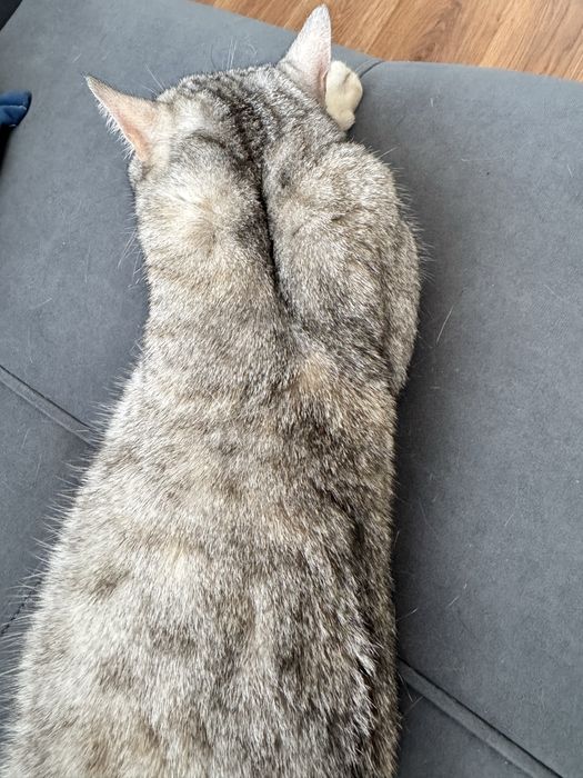 Отдам породистую кошку в добрые руки