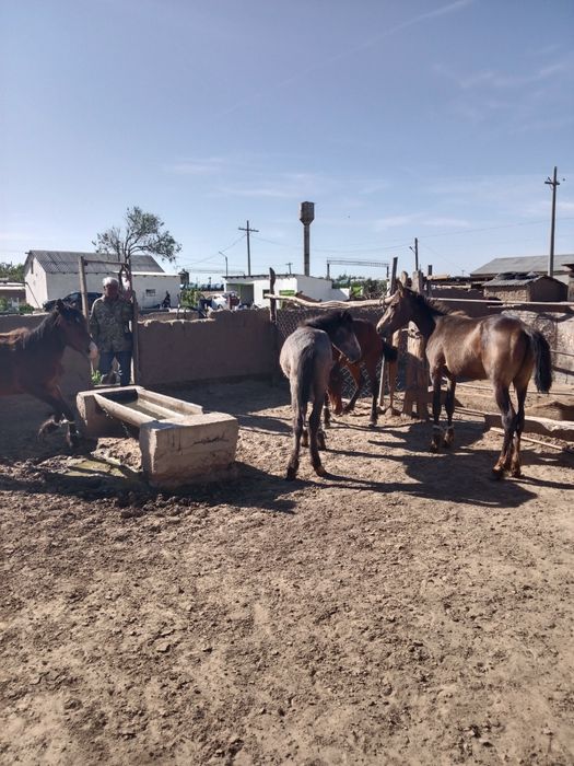 Жылқылар сатылады