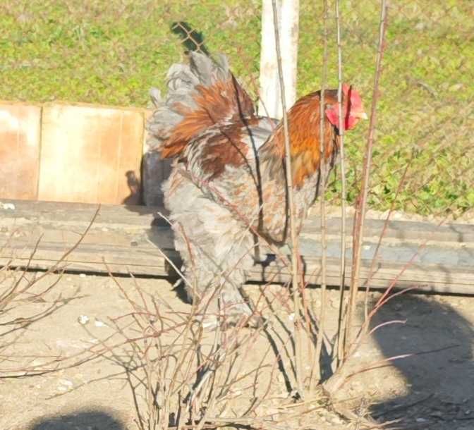 Петли Кохинхин 10 броя