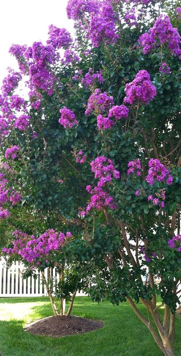 Liliac Indian (Flori Mov )