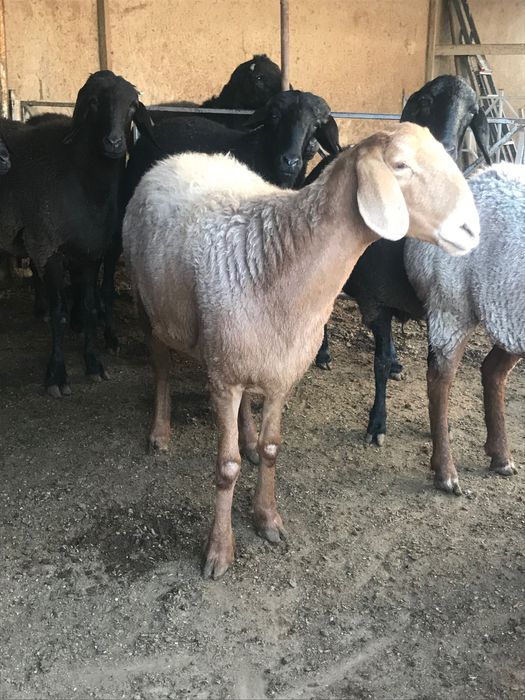 Zotga sovliqlar 9 ta