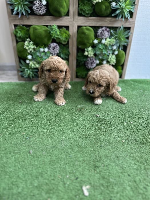 Пудел - Той.