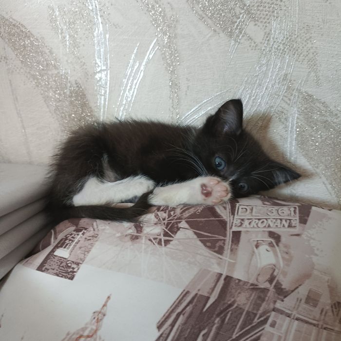 Отдам КОТЕНКА в добрые руки