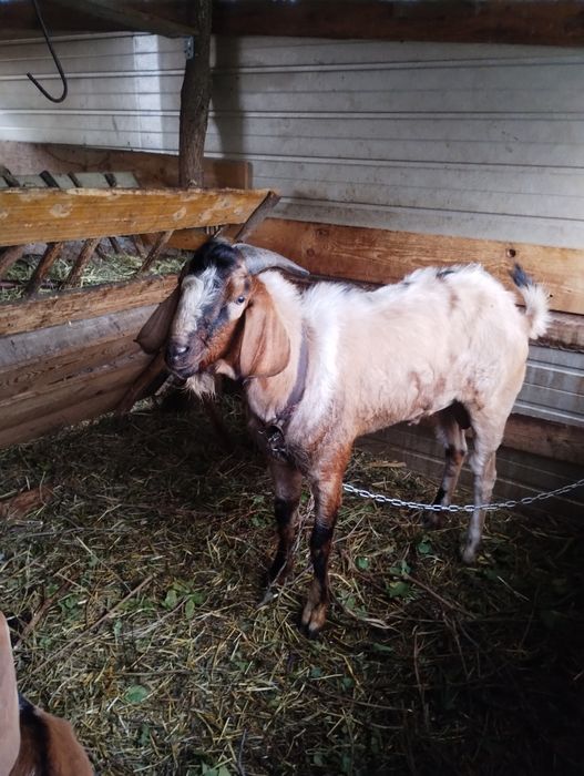 Capre anglo -nubiene