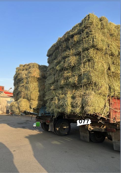 Сено Люцерна  Жонышка пресс тюки