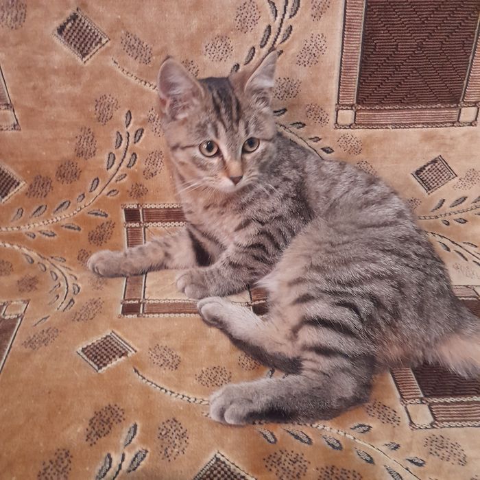 Отдам в добрые руки котят мальчика и девочку