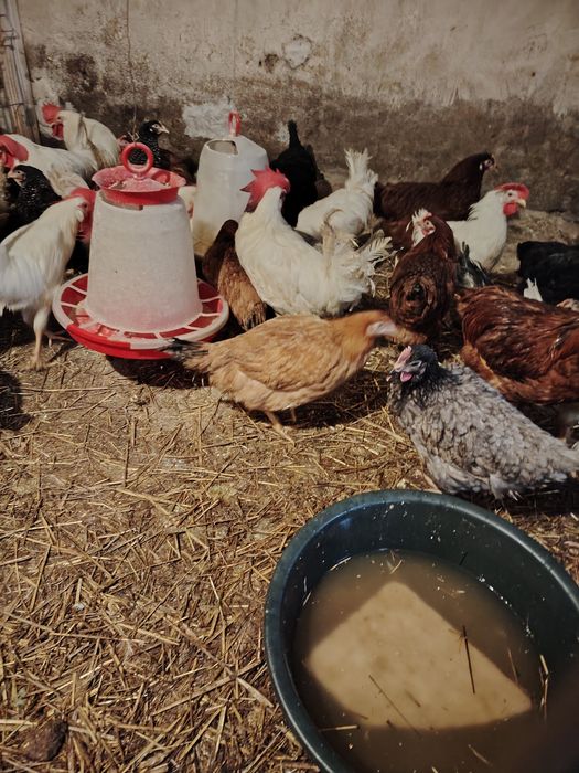 Vând cocoși Leghorn