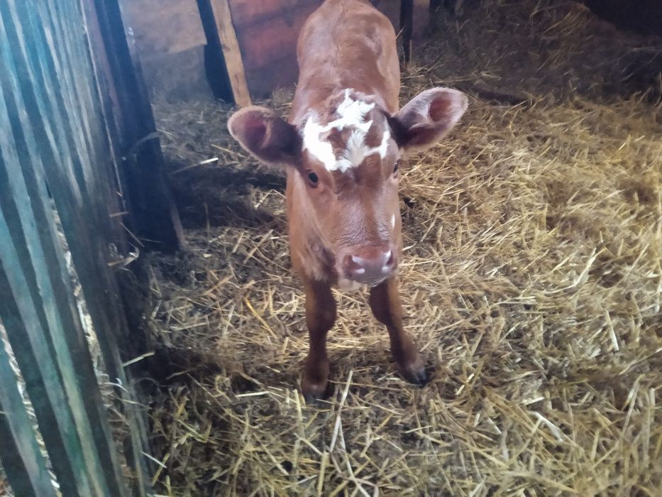 Продам тёлочку возрасте 2 месяцев