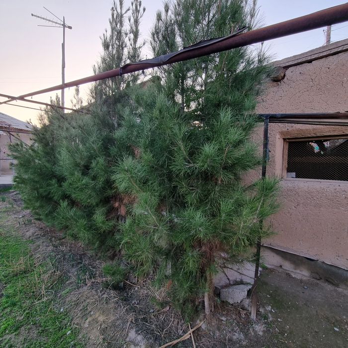 Арча ва гилос кочатлари