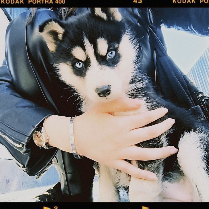 Хаски Сибирская в добрые руки