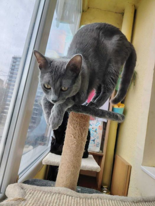 Сиво коте търси дом