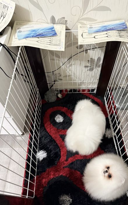 Pomeranian Documente Pedigree Fci Tip A (  schema vaccinare completa)