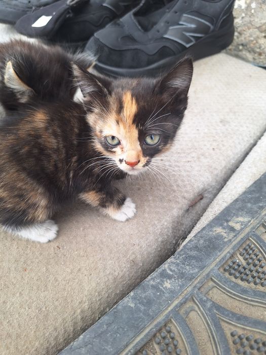 Котята бесплатно