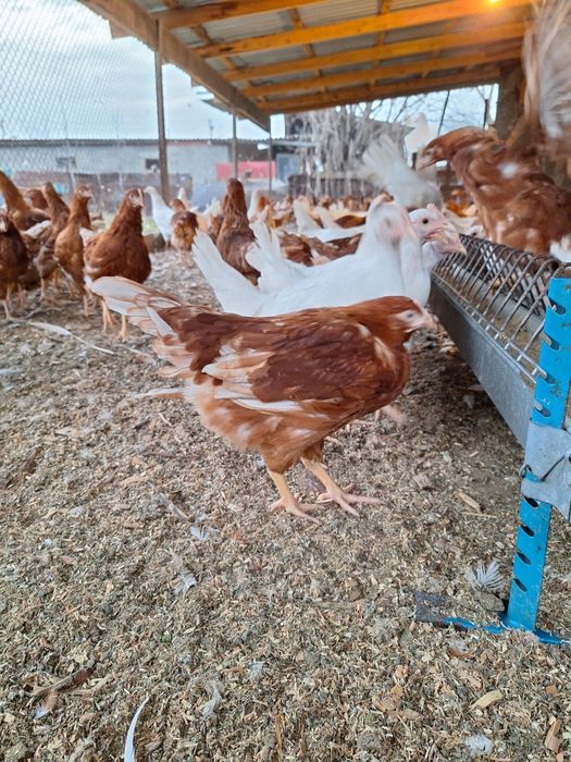 Ломан браун  несушки