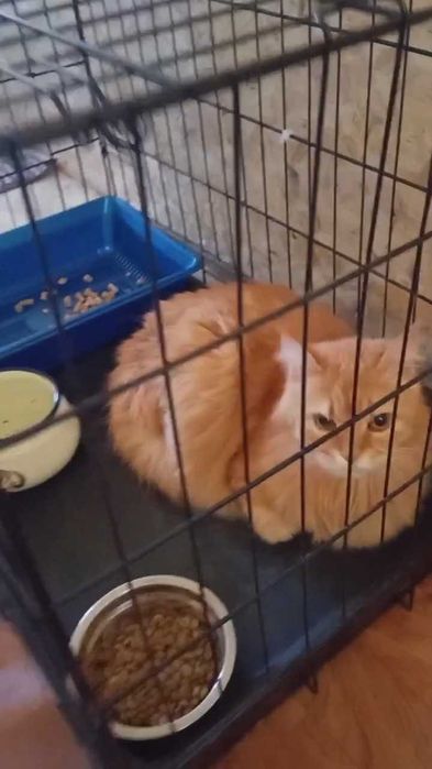 Коту очень нужен дом!