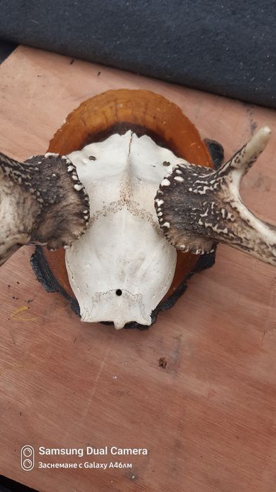 Еленски рога. Истински