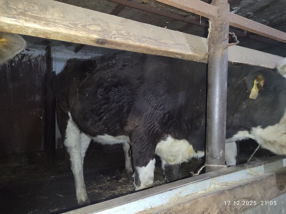 Кашарлар  сатылады!Продаются  телки!