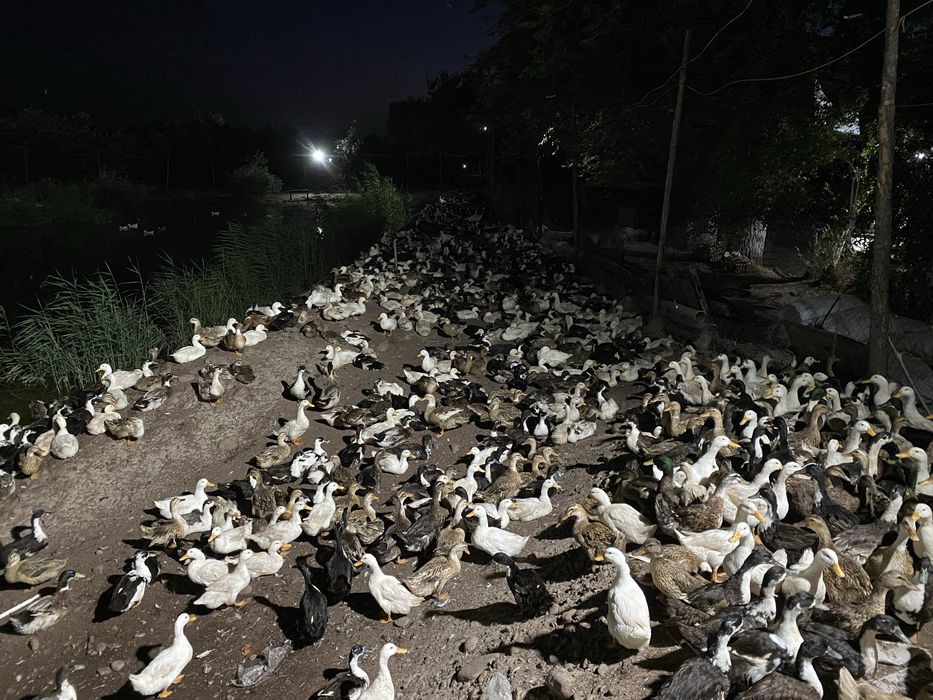 Pekinskiy, agidel, goluboy favorit ordaklar sotiladi