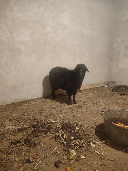 Ешкилер лактар  сатылады