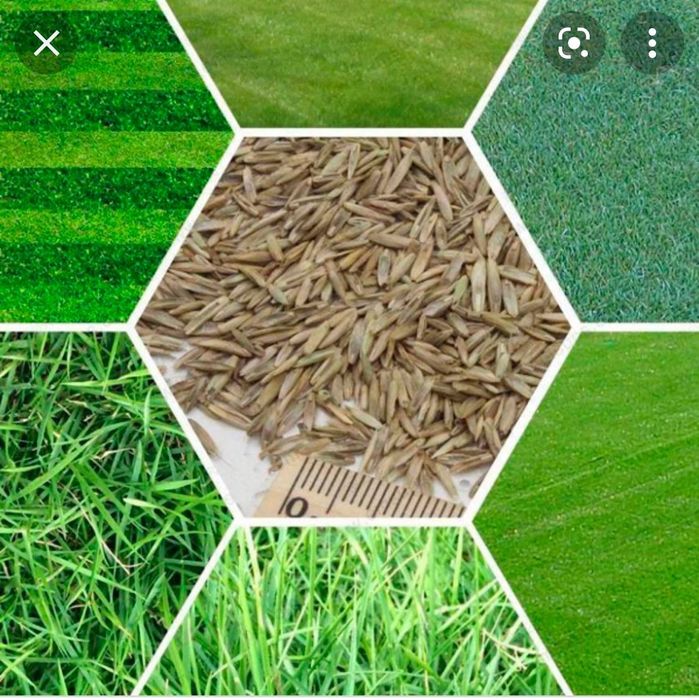 Gazon ekamz sifat va ishonch