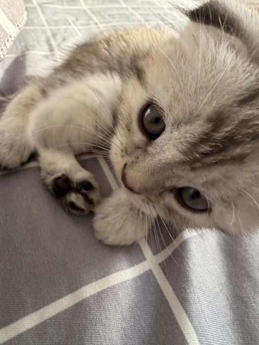 Продам котенка вислоухая. Девочка