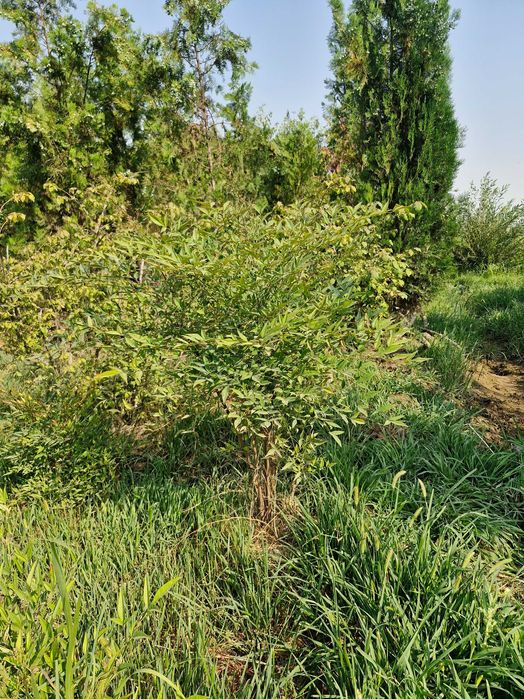 Нандина домашняя (лат. Nandina domestica Thunb)