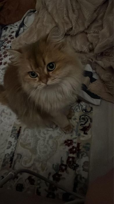 Шишило кошка длина шерстная