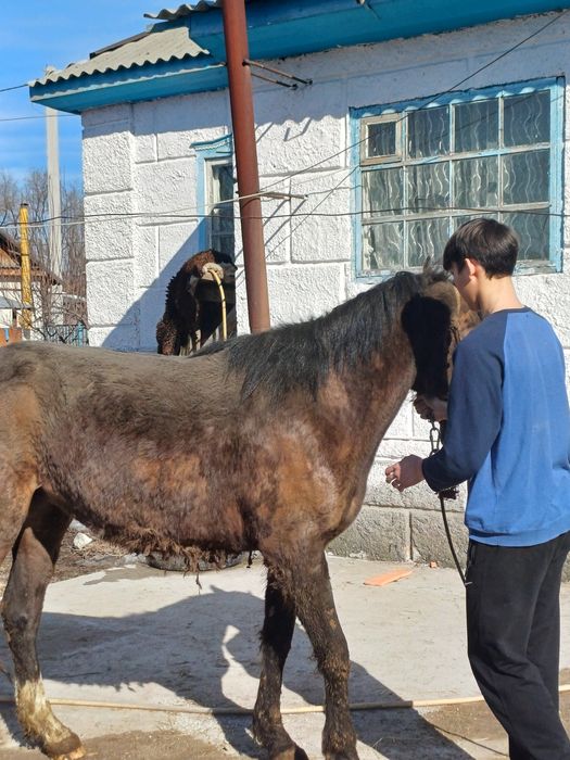 Байтал  сатылады