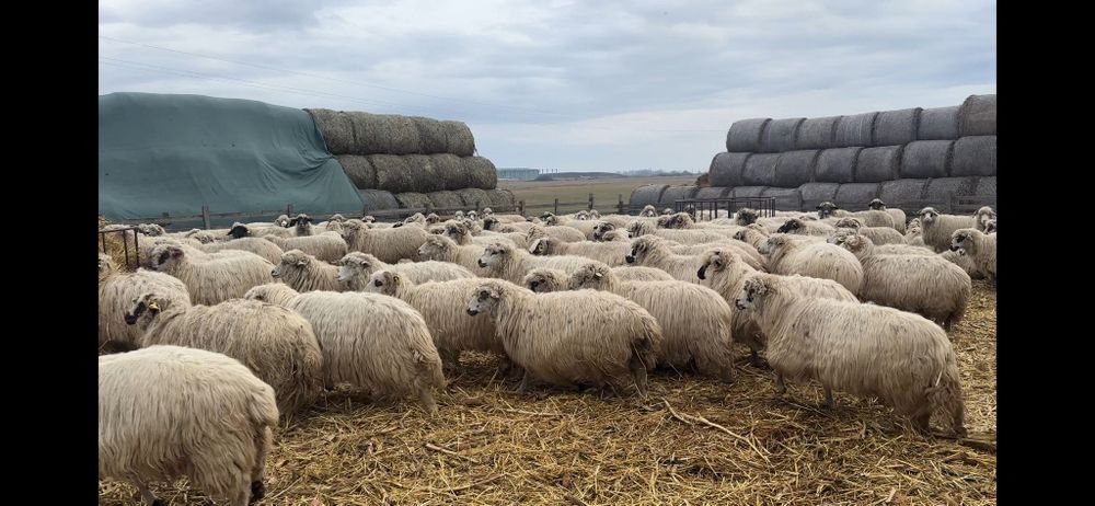 Disponibil oi și miei.