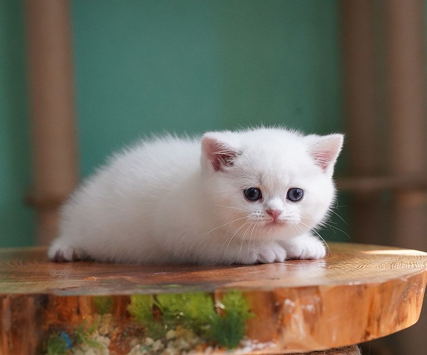 Британские котята