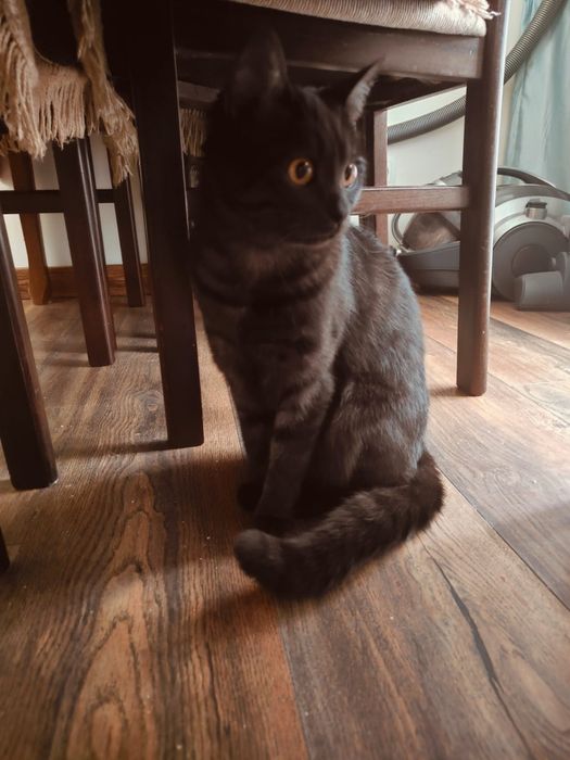 Котятки ищем добрые руки