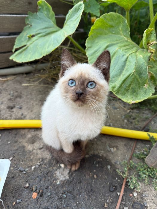 Отдам котят в добрые руки