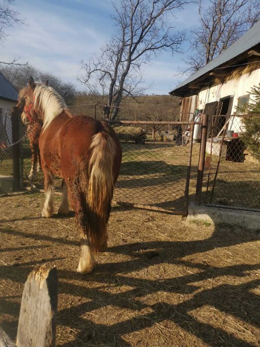 Manza tanara doi ani