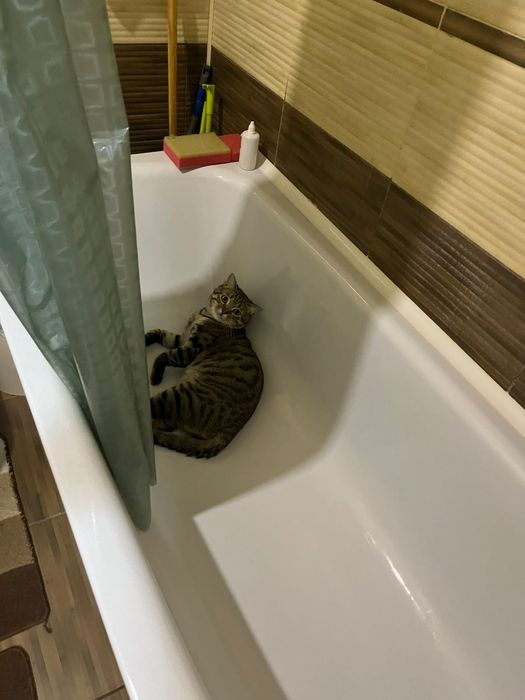 Отдаю в добрые руки кота