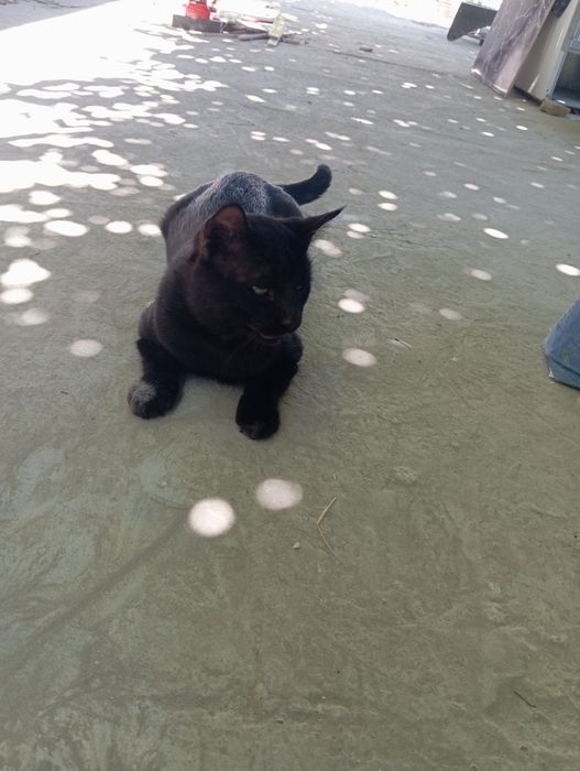 Zotdor mushuk tugdiradigan