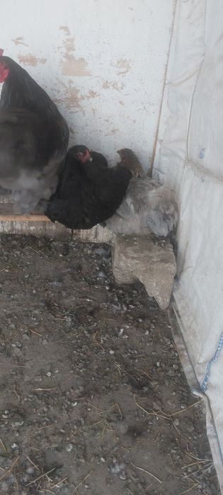 Vând găini  brahma