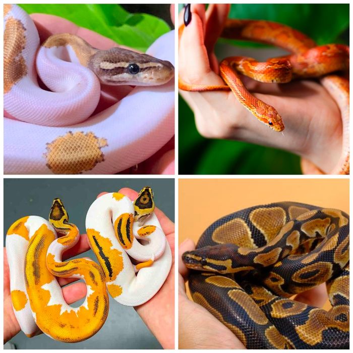 Iguane,gecko terraristică