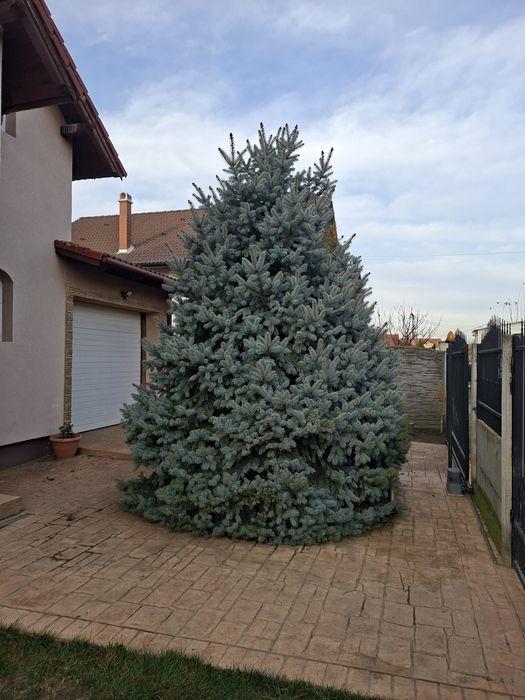 Vanf brad argintiu,5 matri inaltime