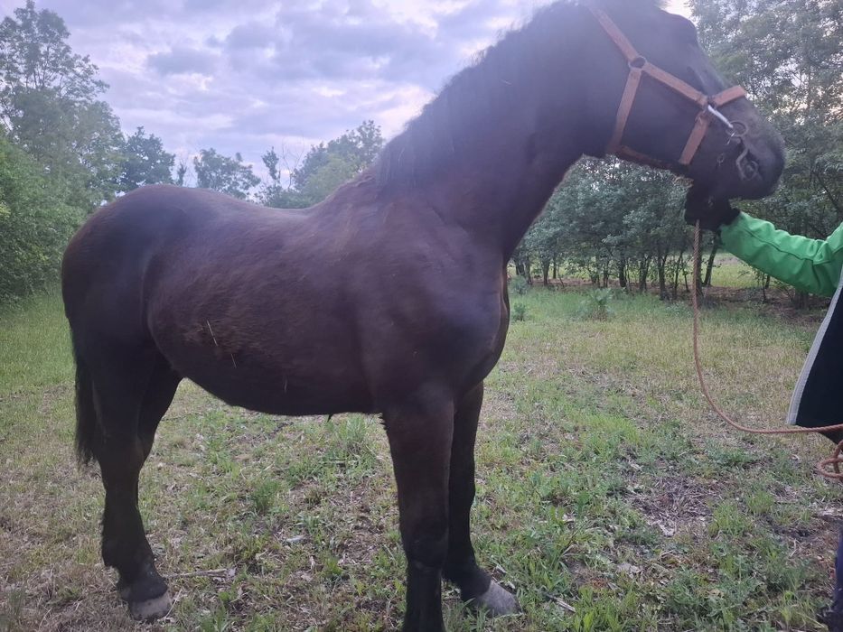 Vând doi mânji de 1 an.
