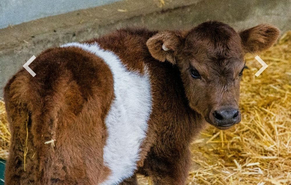 Бұзау сатылады жетім, парода