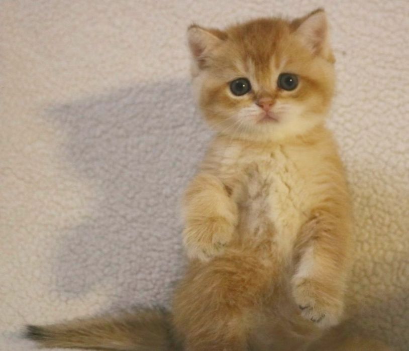 Британская золотая шиншилла