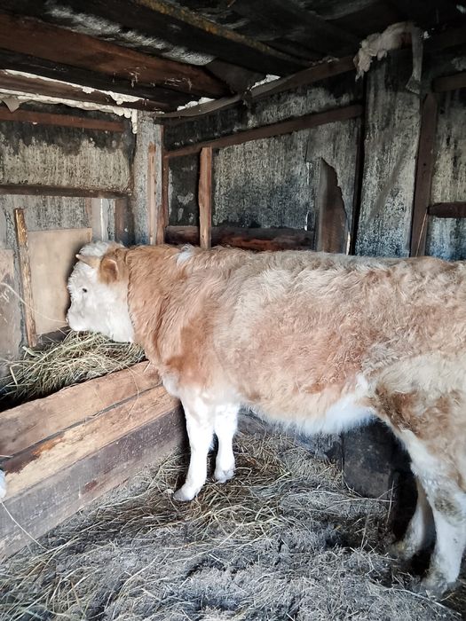 Продам быка на откорме